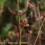 Juncus capitatus Blüte