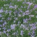Iris lactea 花