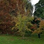 Acer buergerianum Habitus