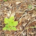 Panax quinquefolius Blad