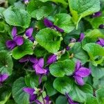 Viola hirta Yaprak