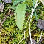 Cirsium dissectum Foglia