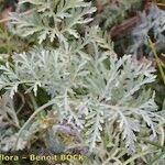 Artemisia armeniaca Drugo