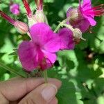 Geranium macrorrhizumKvet