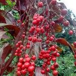 Cordyline australis Fruit