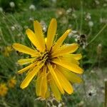 Hymenonema laconicum Otro