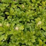 Pachysandra terminalis Habit