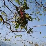 Dendrophthoe falcata Hoja