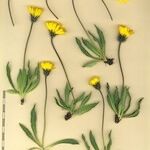 Hieracium glanduliferum Other