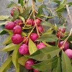 Syzygium paniculatum Плід