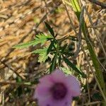 Althaea cannabinaBlatt