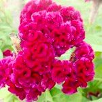 Celosia argenteaÇiçek