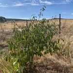 Vepris simplicifolia Blad