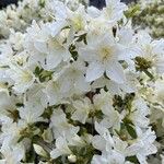 Rhododendron simsiiΛουλούδι