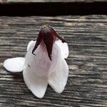 Penstemon digitalis Flor