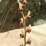 Bulbophyllum falcatum Flower