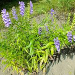 Scutellaria baicalensis Hábito