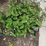 Tradescantia brevifolia Blatt