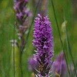 Dactylorhiza majalisЦвят