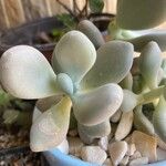 Pachyphytum oviferum葉