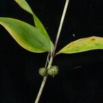 Polygonatum singalilense