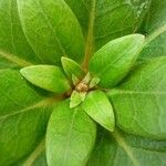 Rhododendron carringtoniae Leaf