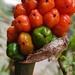 Arum cylindraceum Ffrwyth