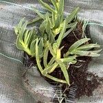 Carpobrotus acinaciformis Blad