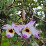 Dendrobium falconeri Flower