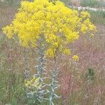 Isatis tinctoria Pokrój