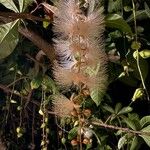 Barringtonia neocaledonica Blomma