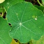 Tropaeolum minus Leaf