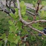 Salix hastata Fulla