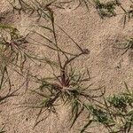 Echinochloa muricata Habitat