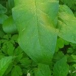 Arum italicum x Arum maculatum Hoja