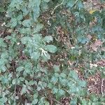 Garrya elliptica Yeri