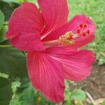 Hibiscus rosa-sinensis Цветок