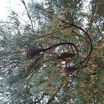 Pinus sylvestrisПлод