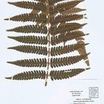Cyathea cyatheoides Folla