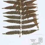 Cyathea cyatheoides Yaprak