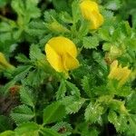 Ononis striata Flower