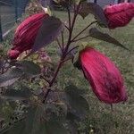 Hibiscus moscheutos पत्ता