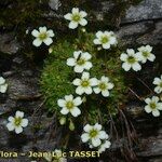 Saxifraga muscoides Libunga