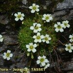 Saxifraga muscoides Habitus