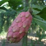 Magnolia cylindrica Fruit