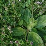 Plantago media Leaf