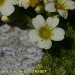 Saxifraga muscoides Bloem