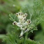 Fumaria parviflora Flower