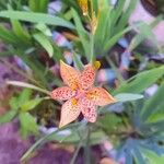 Iris domestica Цветок