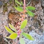 Melaleuca rugulosa Fruit